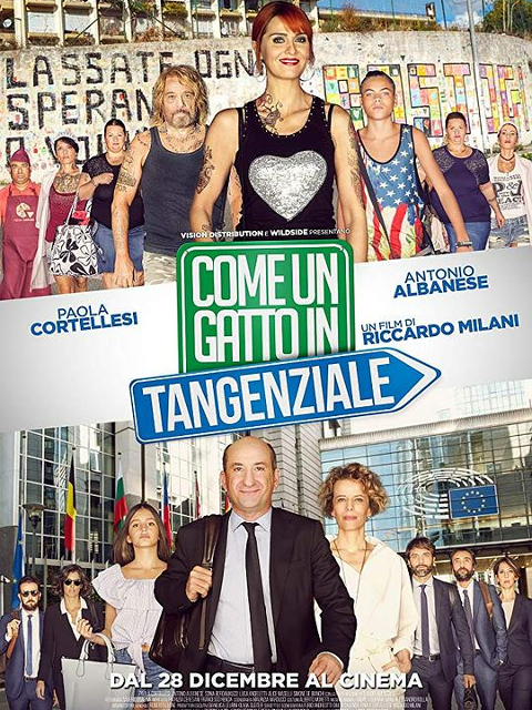 高速路上一只猫}