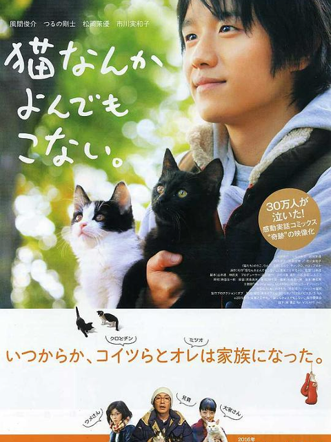 为什么猫都叫不来}