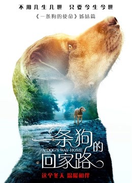 一条狗的回家路普通话版}
