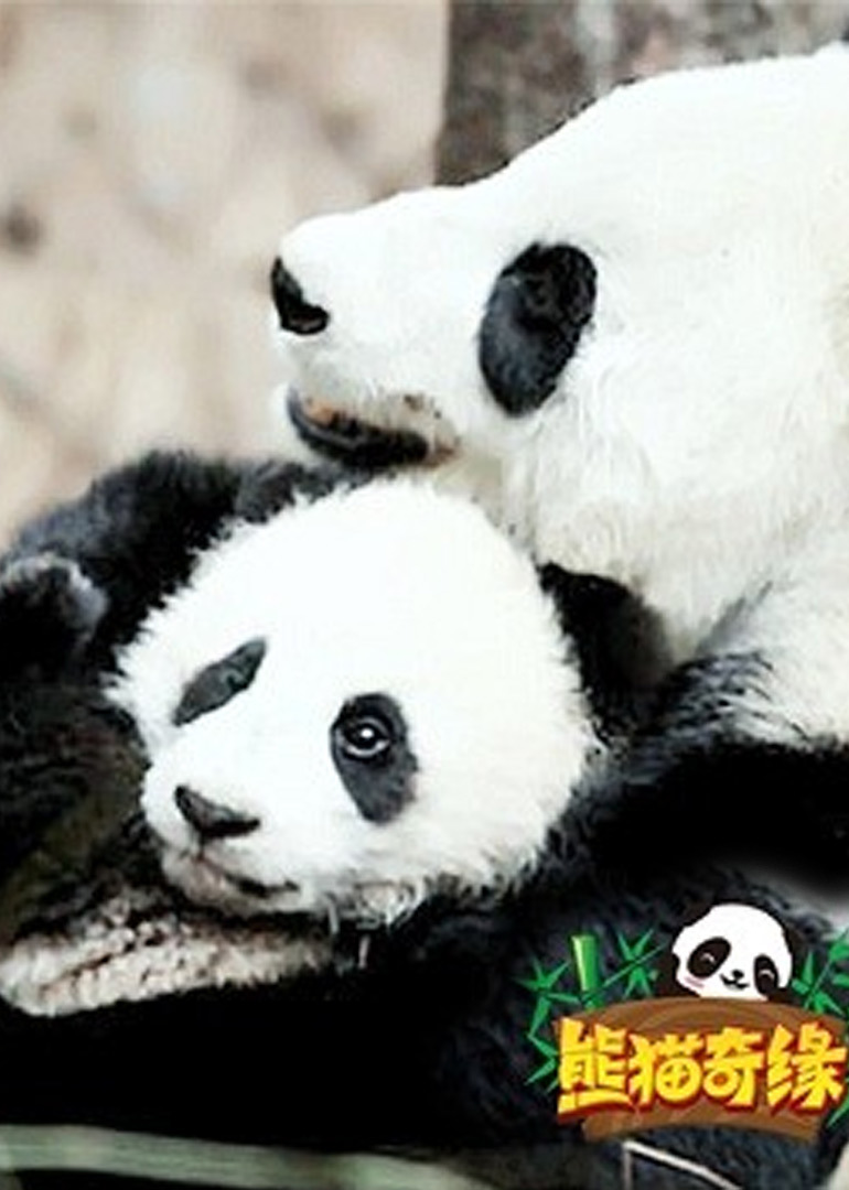 熊猫奇缘}